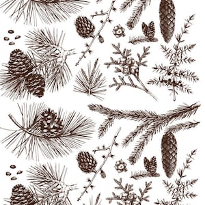 May include: A collection of hand-drawn illustrations of pine branches, cones, and berries. The illustrations are in brown ink on a white background.