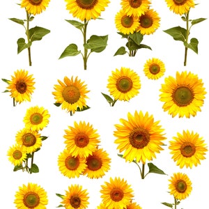 Glorious Sunflowers -  Ceramic Decals- Enamel Decal - Fusible Decal - Glass Fusing Decal ~ Waterslide Decal - 66199