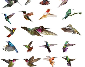 Hummingbirds - Ceramic Decals- Enamel Decal  - Glass Decal- 99726