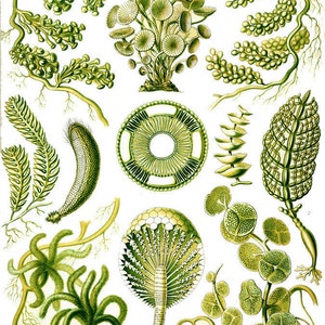 Haeckel Art In Green - Ceramic Decals- Enamel Decal - Fusible Decal - Glass Fusing Decal ~ Waterslide Decal - 224243