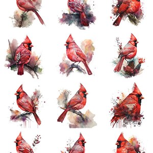 Peut inclure: Illustrations à l'aquarelle d'oiseaux cardinaux rouges perchés sur des branches, avec divers fonds aquarelles colorés. Les oiseaux ont une crête distinctive et des accents noirs. Le numéro 75577 est dans le coin supérieur gauche.