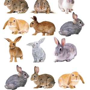 May include: A collection of twelve different rabbits in various poses. The rabbits are in shades of brown, gray, and white, with some having floppy ears. The image is on a white background.