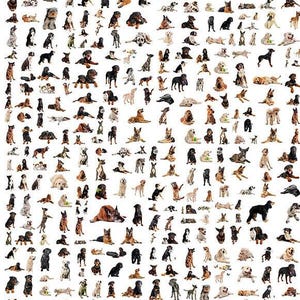 May include: A collage of various dog breeds in different poses. The dogs are of various sizes, colors, and markings, including black, brown, white, and tan. Some dogs are standing, sitting, or lying down. The image is a mix of studio shots and candid moments.