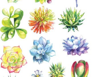 May include: A watercolour illustration of diverse succulents in shades of green, yellow, blue, and purple. The image presents a collection of different succulent varieties, highlighting their unique shapes and textures. The plants are arranged on a white background.