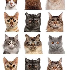 Może przedstawiać: Kolaż z dziewięcioma różnymi rasami kotów, w tym brązowym tygrysem, czarno-białym kotem, szarym kotem, brązowym kotem, białym kotem, szarym kotem, brązowym kotem, szarym kotem i brązowym kotem.