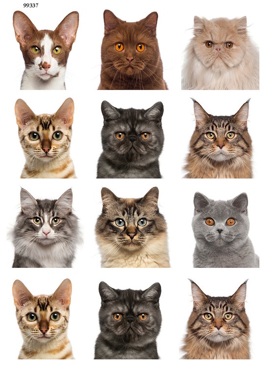 Prachtige katten-keramische stickers-glazuur sticker-smeltbare Etsy