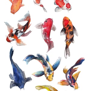 May include: A watercolour illustration featuring several koi carp in shades of red, orange, yellow, blue, and black. The fish are shown in various positions, with fins extended and bodies curved. The background is white.