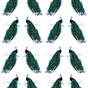 Regal  Peacock Bird - Ceramic Decals- Enamel Decal - Fusible Decal - Glass Fusing Decal ~ Waterslide Decal - 78254
