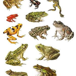 May include: A selection of illustrated frogs in various colours and patterns. The images depict different frog species, with colours ranging from green and yellow to red and brown. The illustrations show the frogs in different poses, some with spots and stripes.