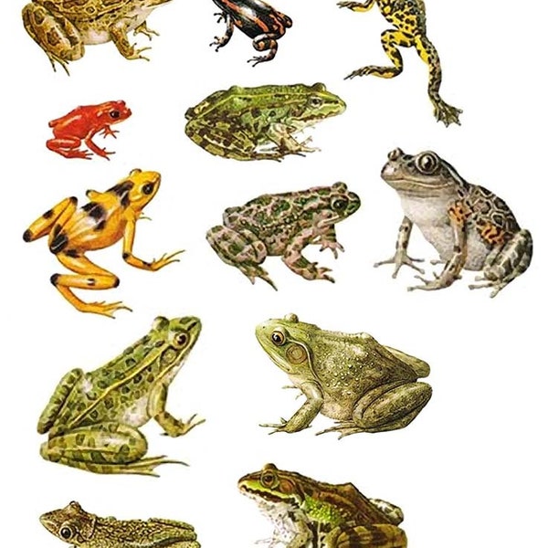 Frogs Toads  ~ Ceramic Decal - Glass Decal ~LEAD FREE & Food Safe ~ Enamel Decal ~ Waterslide Decal - 99808