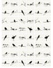 Ten and Twenty Black Birds - Ceramic Decals- Enamel Decal - Fusible Decal - Glass Fusing Decal ~ Waterslide Decal - 99276 