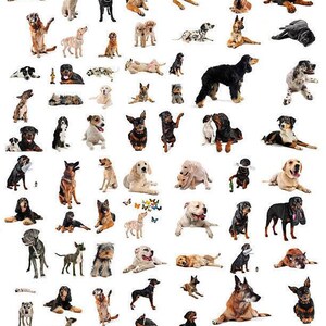 May include: A collage of various dog breeds in different poses. The dogs are of various sizes, colors, and markings, including a Dalmatian, a German Shepherd, and a Rottweiler. The dogs are set against a white background.