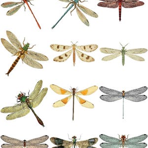 Könnte beinhalten: Eine Sammlung von zwölf Illustrationen von Libellen in verschiedenen Farben, darunter Rot, Blau, Grün und Braun. Die Libellen haben detaillierte Flügelmuster und sind auf weißem Hintergrund angeordnet. Das Bild ist im Vintage-Stil.