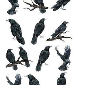 Beautiful Watercolor Ravens Crows - Ceramic Decals- Enamel Decal - Fusible Decal - Glass Fusing Decal ~ Waterslide Decal - 99166
