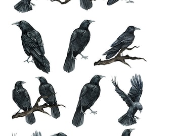 Beautiful Watercolor Ravens Crows - Ceramic Decals- Enamel Decal - Fusible Decal - Glass Fusing Decal ~ Waterslide Decal - 99166