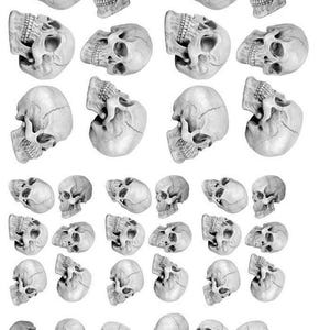Peut inclure: Plusieurs illustrations de crânes en niveaux de gris, avec des détails anatomiques précis. Les crânes sont présentés sous différents angles, sur un fond blanc uni, mettant en valeur leur forme et leur texture.