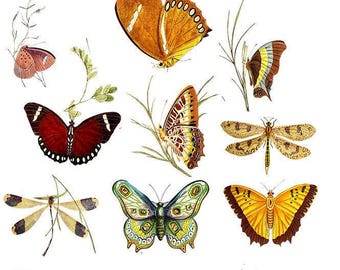Mariposas y Libélulas - Calcomanías de Cerámica - Calcomanía de Esmalte - Calcomanía de Vidrio - 70003