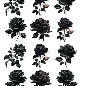 Könnte beinhalten: Eine Sammlung von Illustrationen schwarzer Rosen mit detaillierten Blütenblättern und Blättern. Die Rosen haben eine gotische Ästhetik, einige mit Wassereffekten. Die Abbildung enthält die Nummer "18892" oben links.
