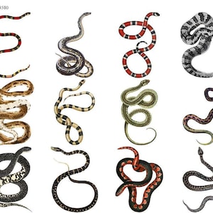 May include: A collection of twelve snake illustrations in various colors and patterns. The snakes are depicted in different poses, with some coiled and others in motion. The color palette includes red, black, white, brown, and green.