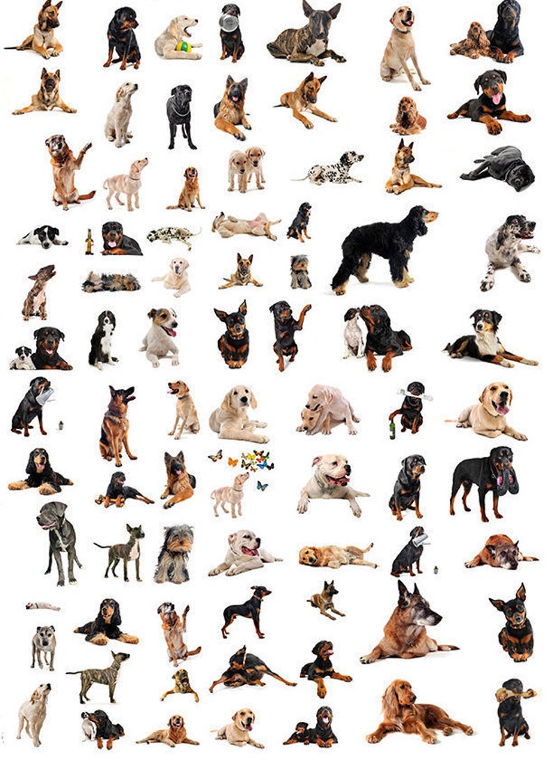 Dogs 2 Ceramic Decals Enamel Decal Fusible Decal Glass Fusing Decal Waterslide Decal 61775 image 1