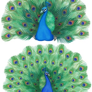 2 Gorgeous  Peacock Birds - Ceramic Decals- Enamel Decal - Fusible Decal - Glass Fusing Decal ~ Waterslide Decal - 81213