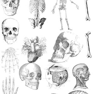 Human Skeleton - Ceramic Decals- Enamel Decal  - Glass Decal- 71159