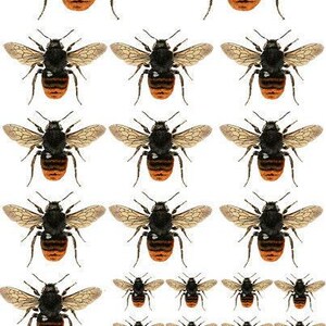 Könnte beinhalten: Ein sich wiederholendes Muster detaillierter Bienenillustrationen. Jede Biene hat einen schwarzen Körper, einen orange-schwarz gestreiften Hinterleib und durchscheinende Flügel. Die Bienen sind in einem Raster auf weißem Hintergrund angeordnet.