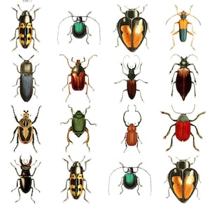 May include: A collection of sixteen colorful insect illustrations, showcasing various beetle species. The beetles feature diverse shapes, sizes, and patterns, including yellow, orange, green, and black. The image is set against a white background.
