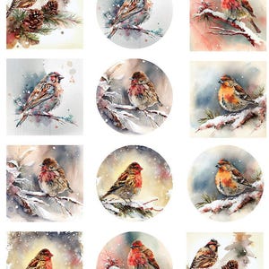 Könnte beinhalten: Eine Sammlung von Aquarellbildern mit kleinen Vögeln auf schneebedeckten Ästen. Die Vögel haben rote, braune und orangefarbene Federn. Einige Bilder sind quadratisch, andere kreisförmig, mit schneebedecktem Hintergrund und Kiefernnadeln.