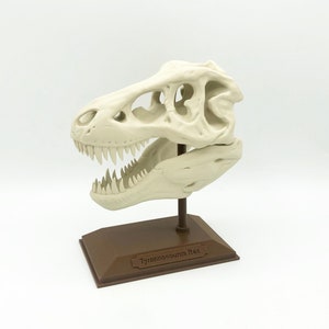 3D Printed Replica T-Rex Dinosaur Skull Desk Display Sculpture Educational Toy - Various Colors