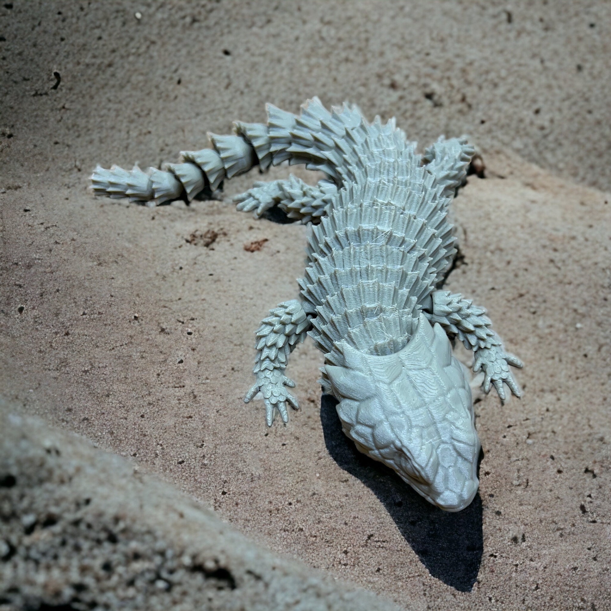 Armadillo girdled lizard store for sale