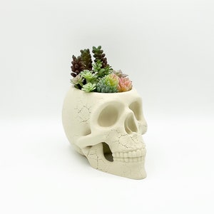 Puede incluir: Un macetero de calavera de cerámica blanca con textura craquelada, lleno de una variedad de suculentas verdes y rosas.