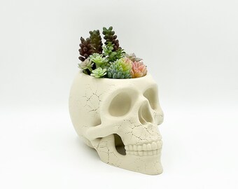 May include: A white ceramic skull planter with a cracked texture, filled with a variety of green and pink succulents.