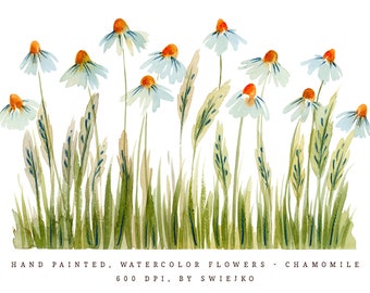 カモミールの花と葉のクリップアート、水彩カモミールのイラスト