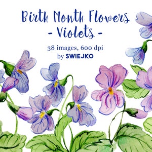 Clipart de violetas, flores do mês de nascimento, flor de fevereiro, aquarela, flores pintadas à mão, primavera, flor violeta, amor-perfeito, violeta azul, viola
