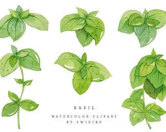 Basil Clipart, Herbs, Herbs Clipart, Watercolor Herbs, Floral Clipart, Watercolor Clipart, Basil Svg, Instant Download, Commercial Use