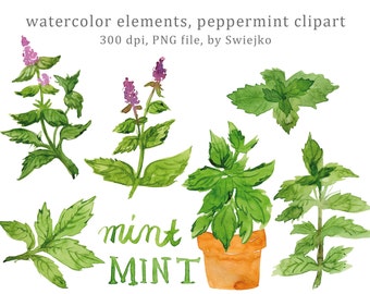 Digital Clip Art, Watercolor Herbs, Herbs, Floral Clip Art, Watercolor Leaves, Mint, Peppermint, Hand painted