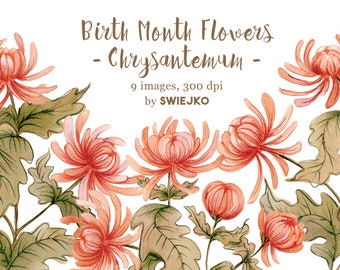 Clipart chrysantemum, fleurs du mois de naissance, novembre, ensemble de cliparts aquarelle, peint à la main, clipart floral, chrysanthème, automne