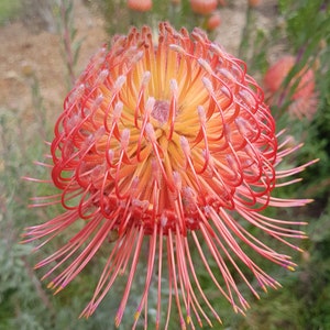 Leucospermum So Exquisite photographic print