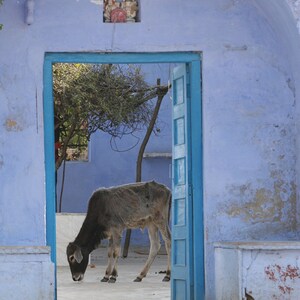 Blue Door India