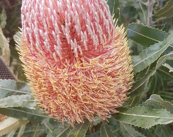 Banksia