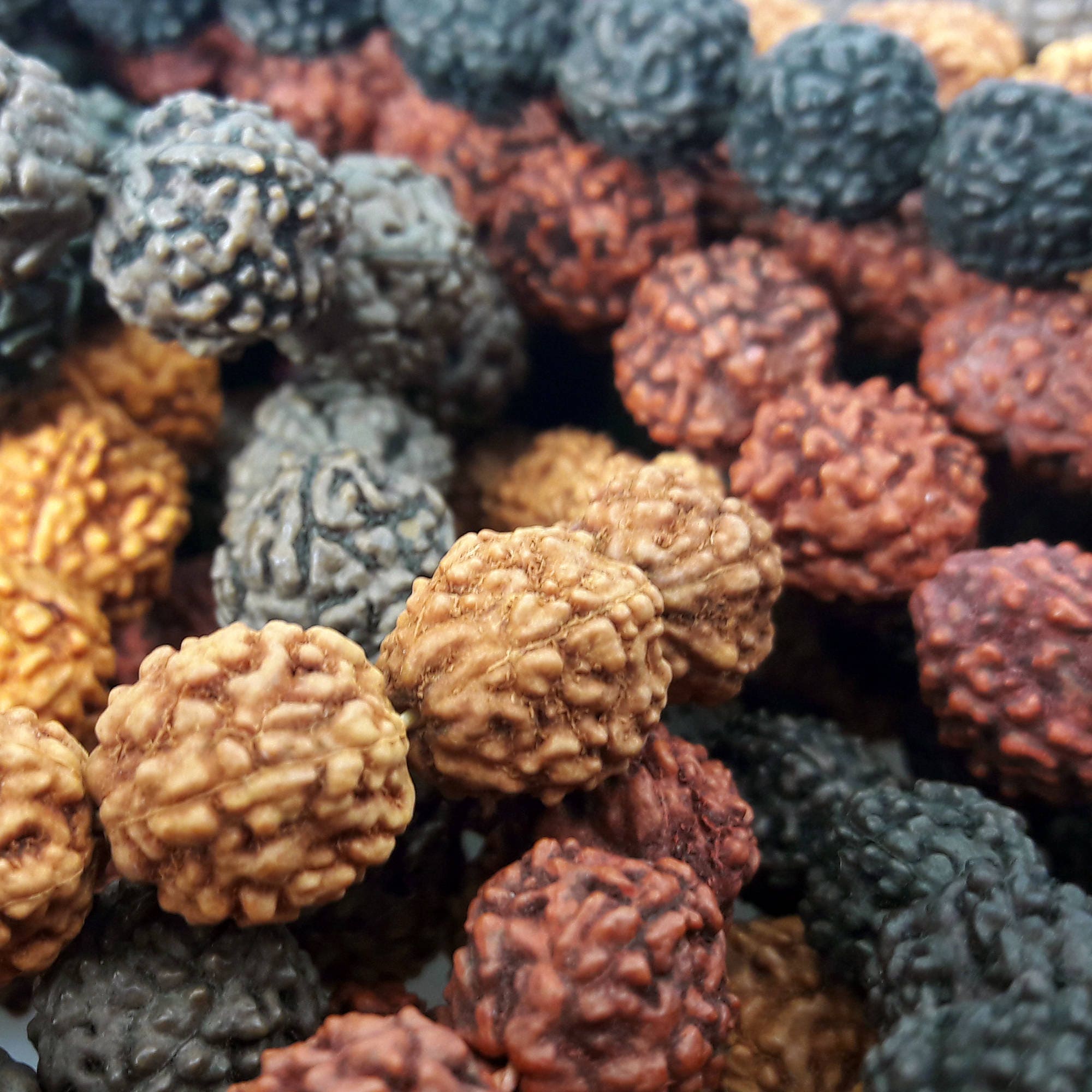 RUDRAKSHA Beads Lot of 5 Five Strands MultiColor Natural Etsy