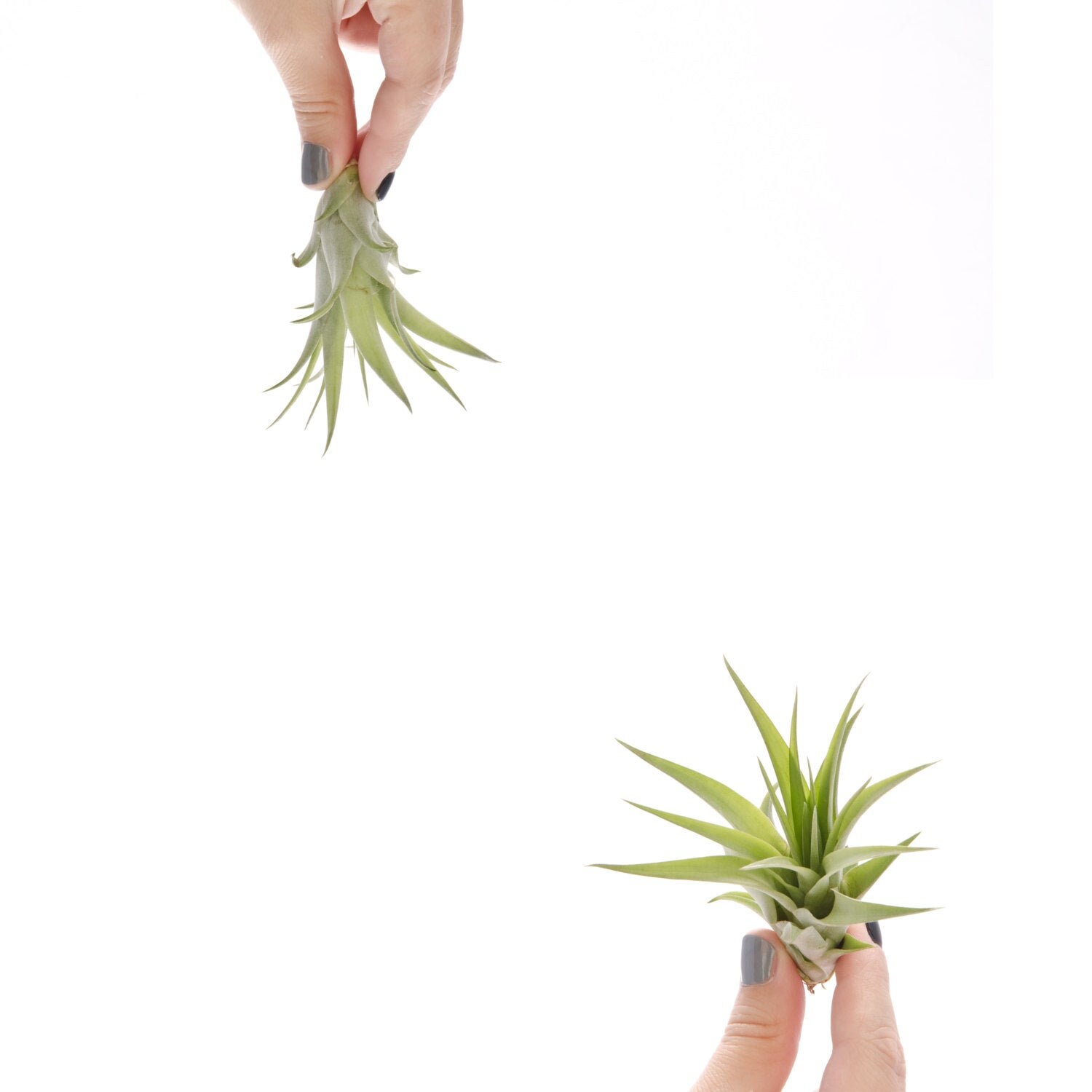 Air Plants, Brachycaulos Multiflora Tillandsia, trendy living plant d…