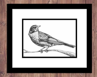 Robin Bird Art Print from Original Pen and Ink Drawing, Bird Drawing, Woodland Decor