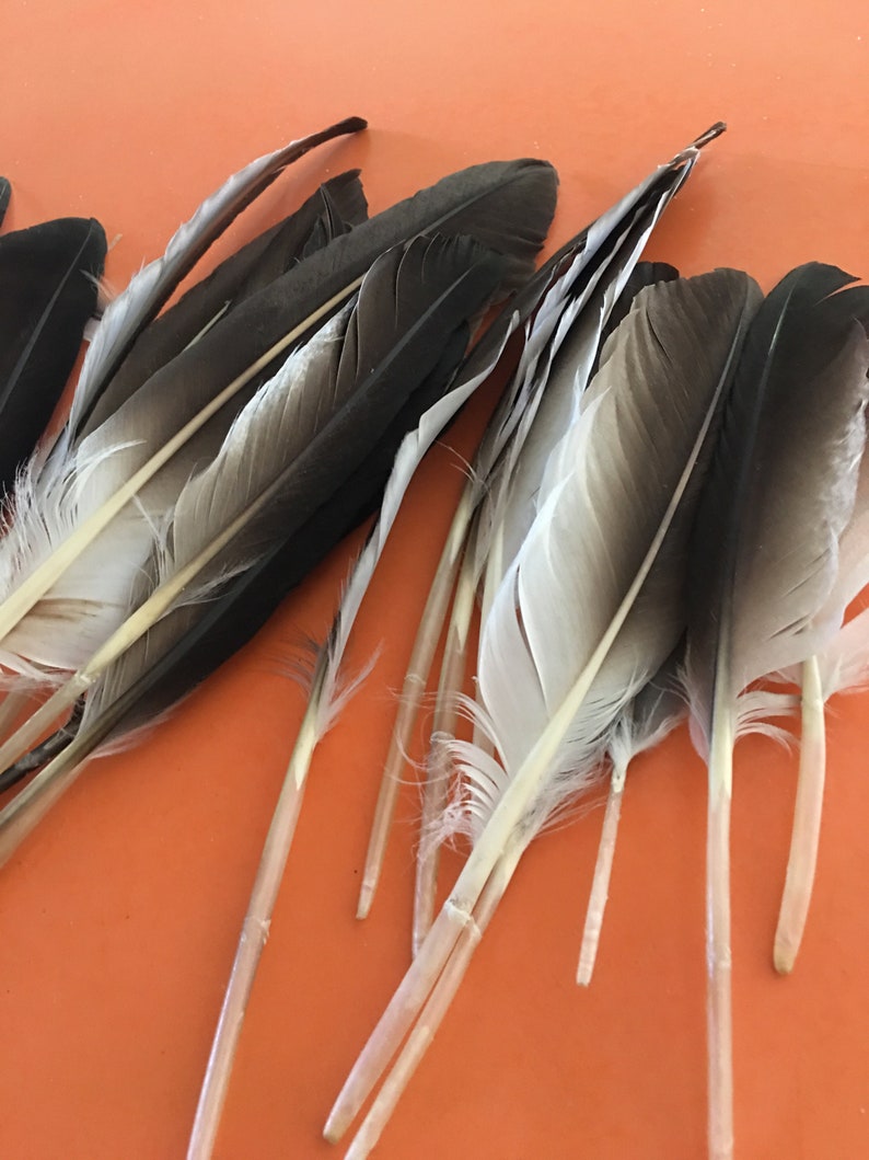 20 Hawk Feathers 6 to 8 inch long
