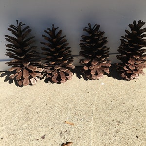 May include: Four brown pine cones arranged horizontally against a light gray background. The pine cones are detailed with textured scales and are in varying shades of brown. The cones are on a concrete surface.