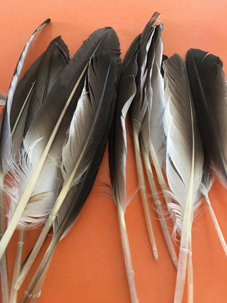 20 Hawk Feathers 6 to 8 inch long