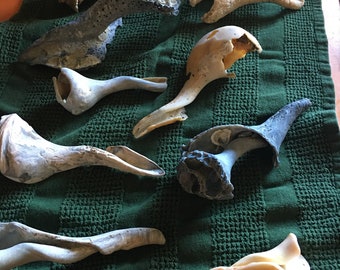 12 broken Whelk Shells crafts Decor