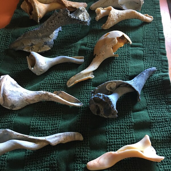 Broken Shells - Etsy
