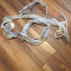 May include: A close-up of a shed snake skin on a wooden floor. The skin is white and translucent, with a pattern of scales.